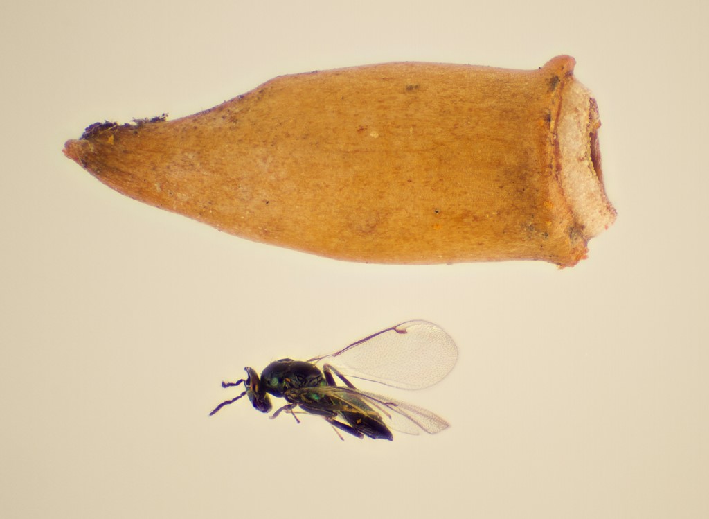 Omphale lugens (Omphale lugens)