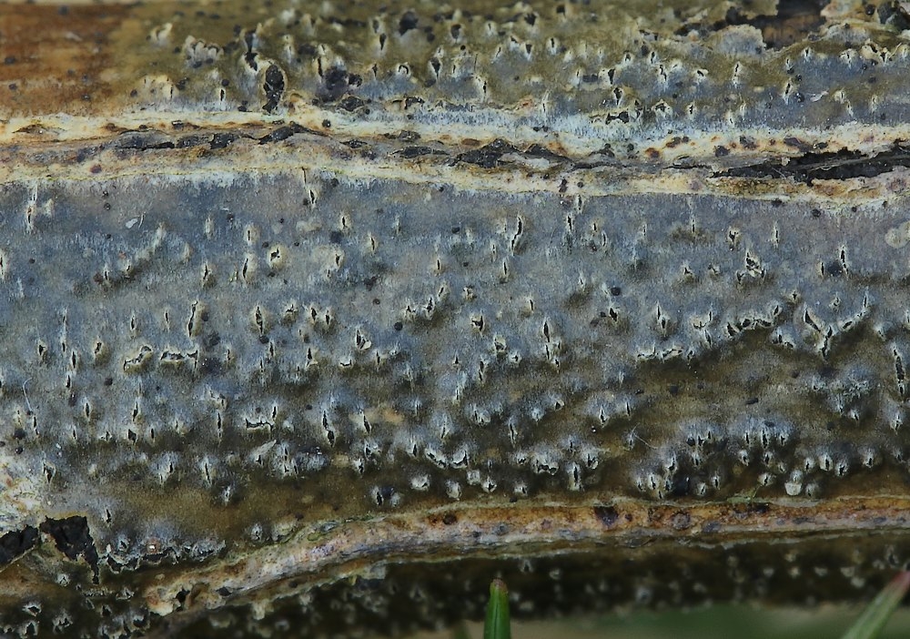 Cucurbitaria spartii (Cucurbitaria spartii)