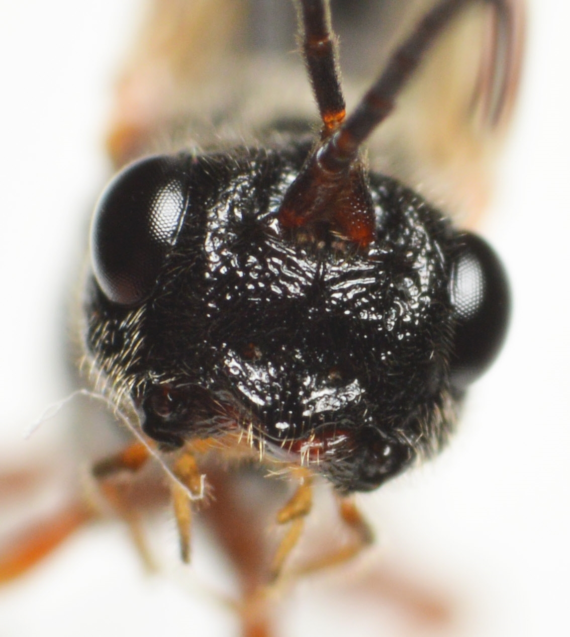 Aspigonus flavicornis (Aspigonus flavicornis)