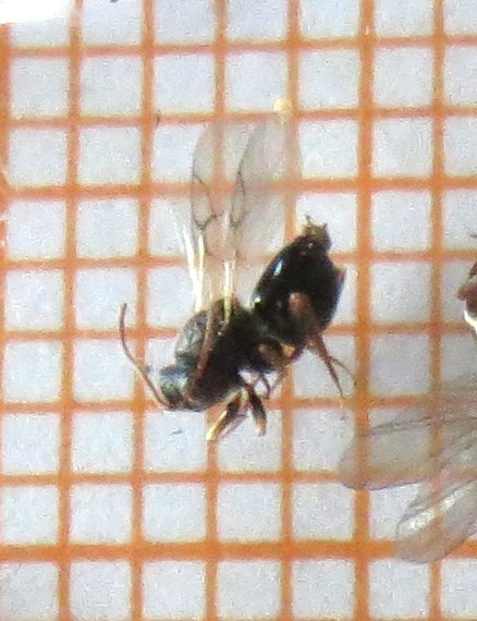 Synergus incrassatus (Synergus incrassatus)
