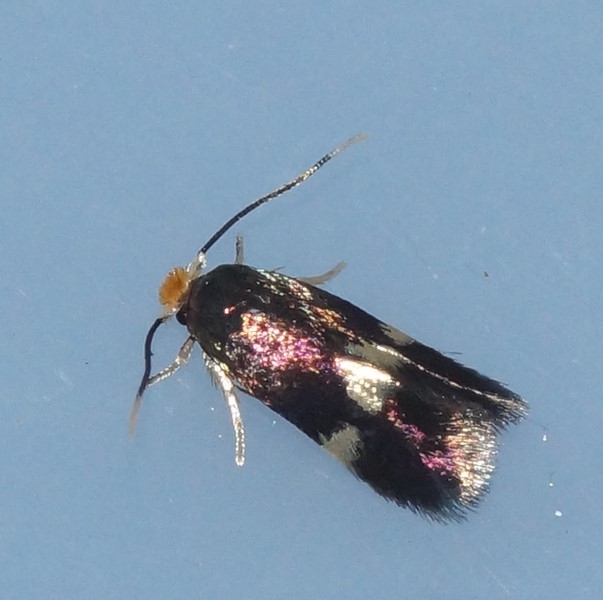 Fireplettet Dværgmøl (Bohemannia quadrimaculella)