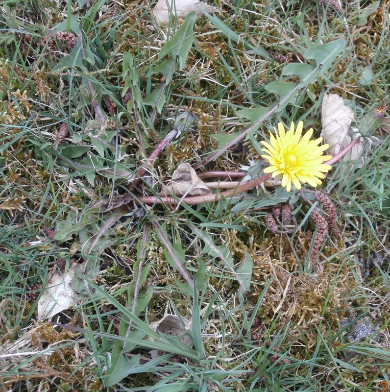 Lille Krogmælkebøtte (Taraxacum hamiferum)
