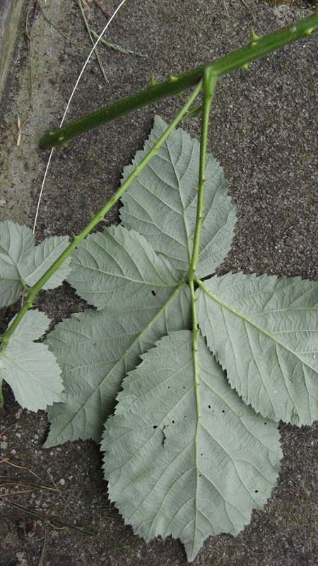 Lund-Hasselbrombær (Rubus nemorosus)