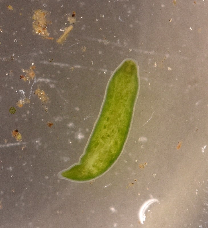 Dalyellia viridis (Dalyellia viridis)