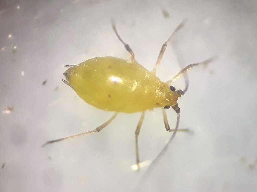 Hvid Svinemælkbladlus (Hyperomyzus pallidus)