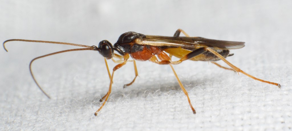 Aleiodes nigriceps (Aleiodes nigriceps)