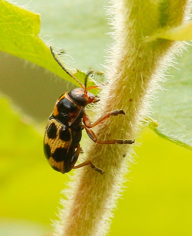 Tiplettet Faldbille (Cryptocephalus decemmaculatus)