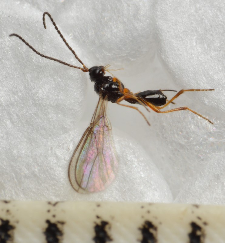 Orthostigma laticeps (Orthostigma laticeps)