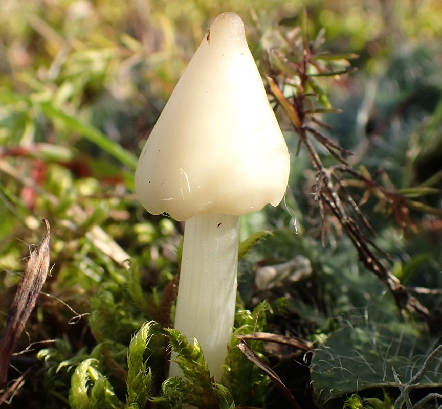 Oliven-vokshat (Hygrocybe olivaceonigra)