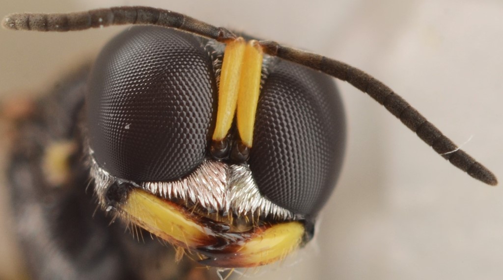 Crossocerus binotatus (Crossocerus binotatus)