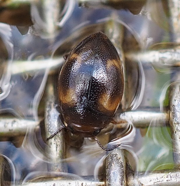 Clemnius decoratus (Clemnius decoratus)