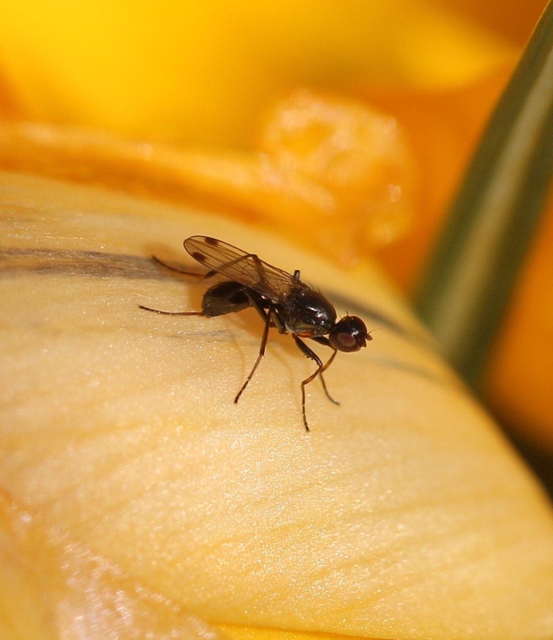 Sepsis fulgens (Sepsis fulgens)