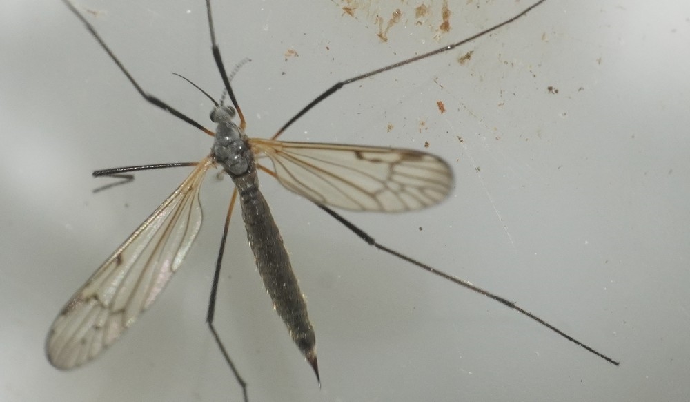 Phylidorea squalens (Phylidorea squalens)
