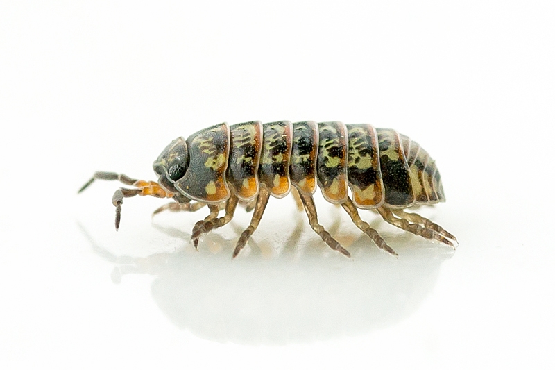 Stor broget kuglebænkebider (Armadillidium pictum)