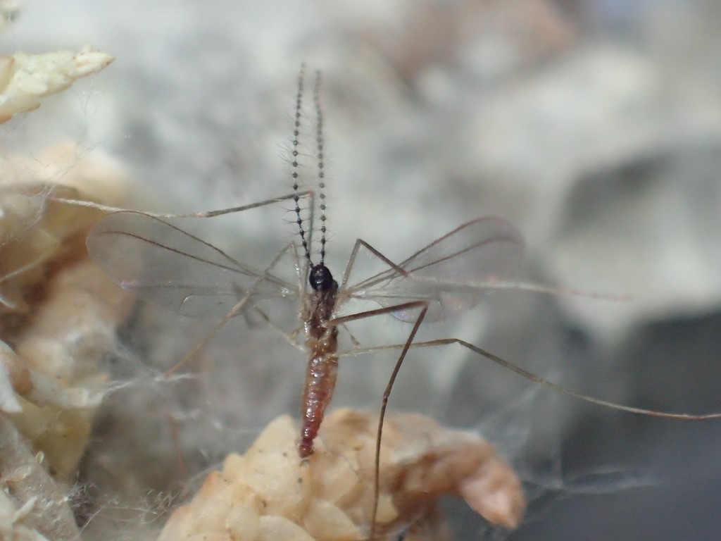 Camptomyia sp. (Camptomyia sp.)