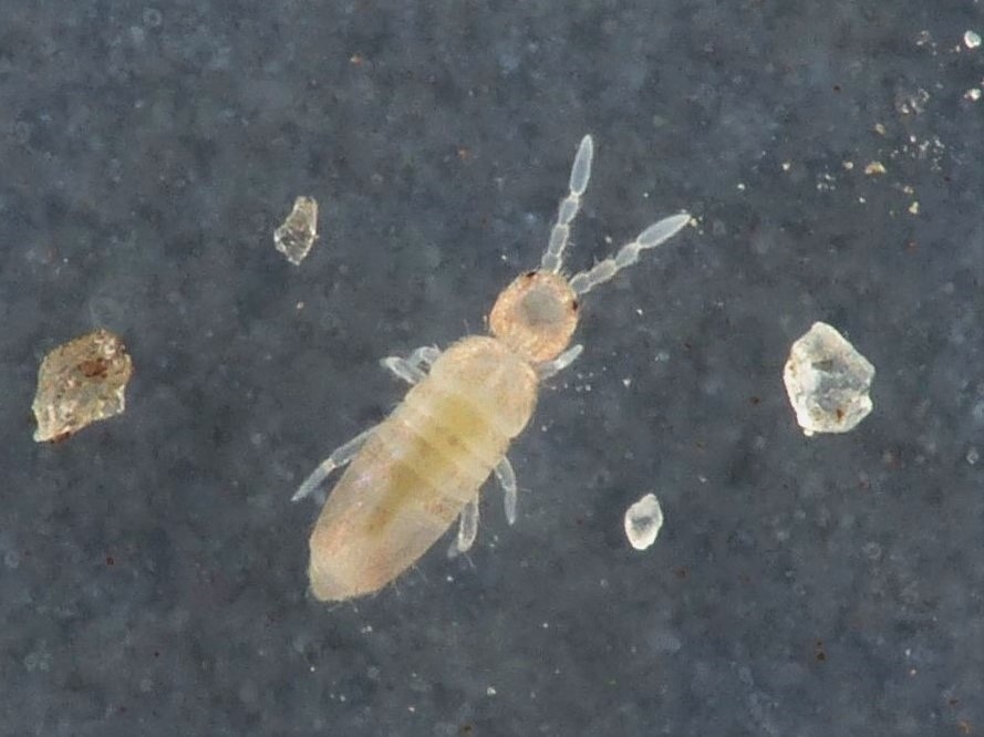 Pseudosinella alba (Pseudosinella alba)