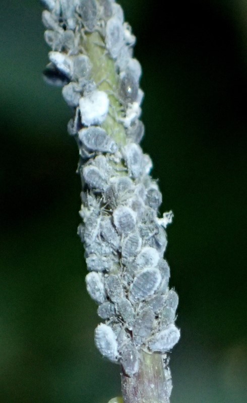 Frøstjernebladlus (Brachysiphum thalictri)