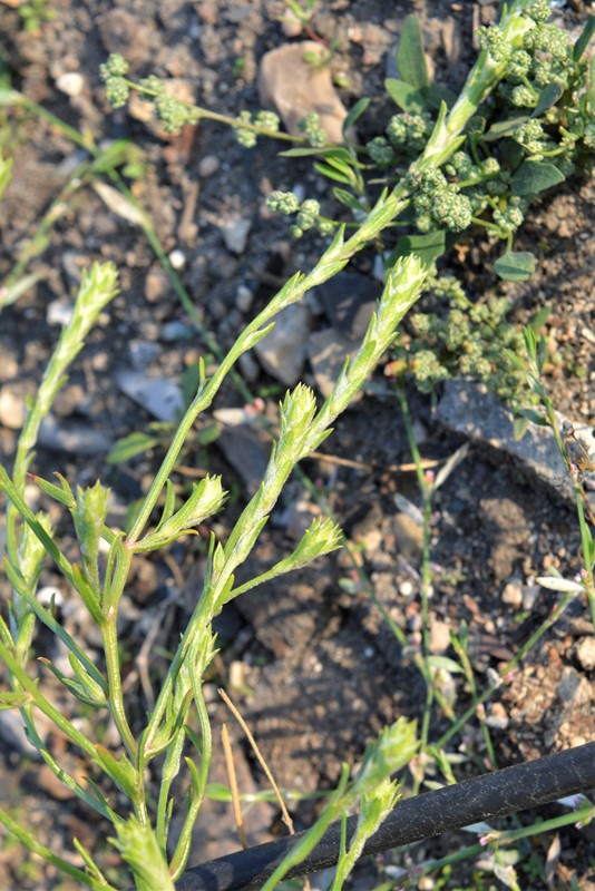 Lusefrø sp. (Corispermum sp.)