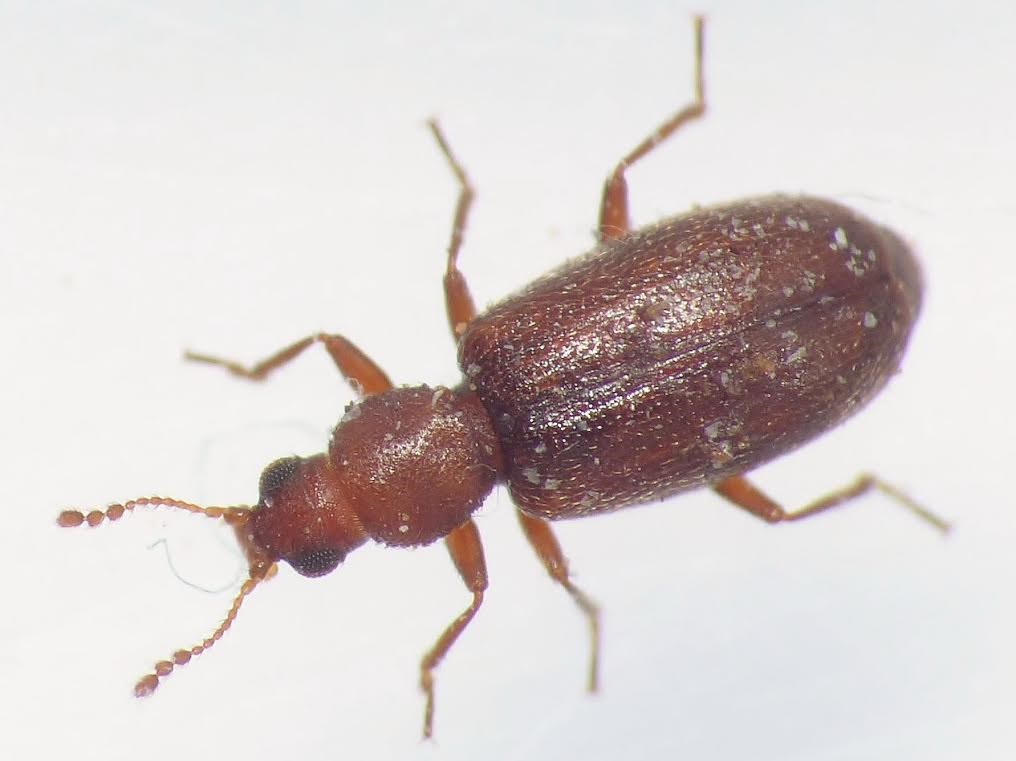 Corticaria foveola (Corticaria foveola)