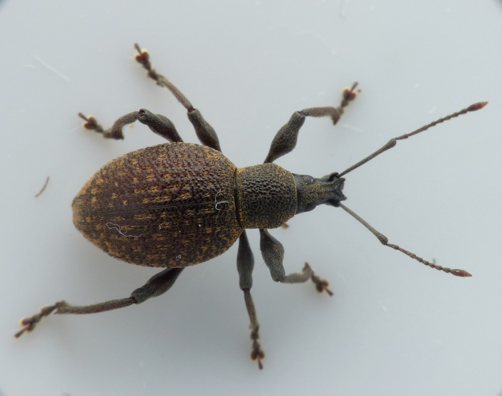 Otiorhynchus armadillo (Otiorhynchus armadillo)