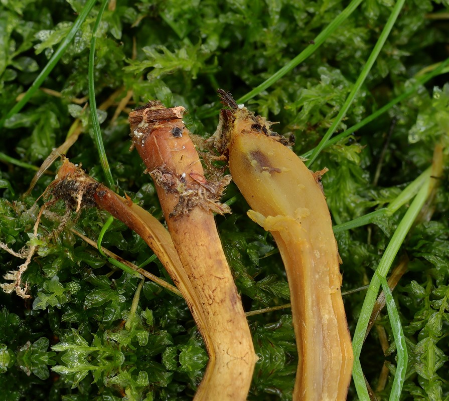 Orangefodet Slørhat (Cortinarius bataillei)