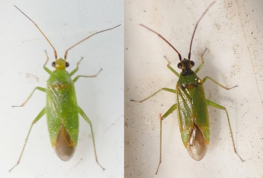 Brilleblomstertæge (Orthotylus virens)