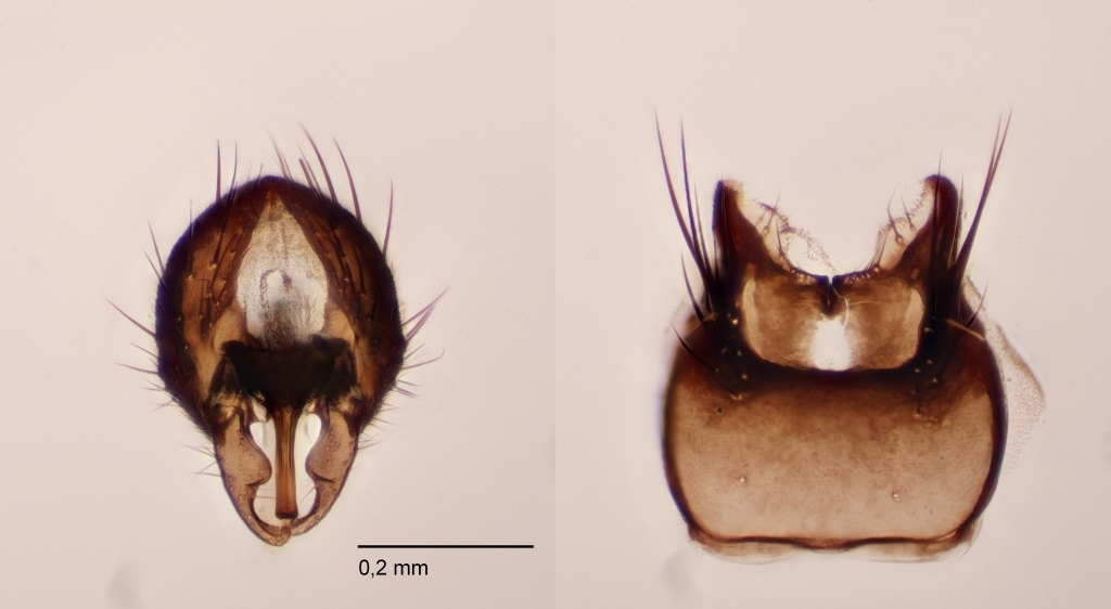Egle parvaeformis (Egle parvaeformis)