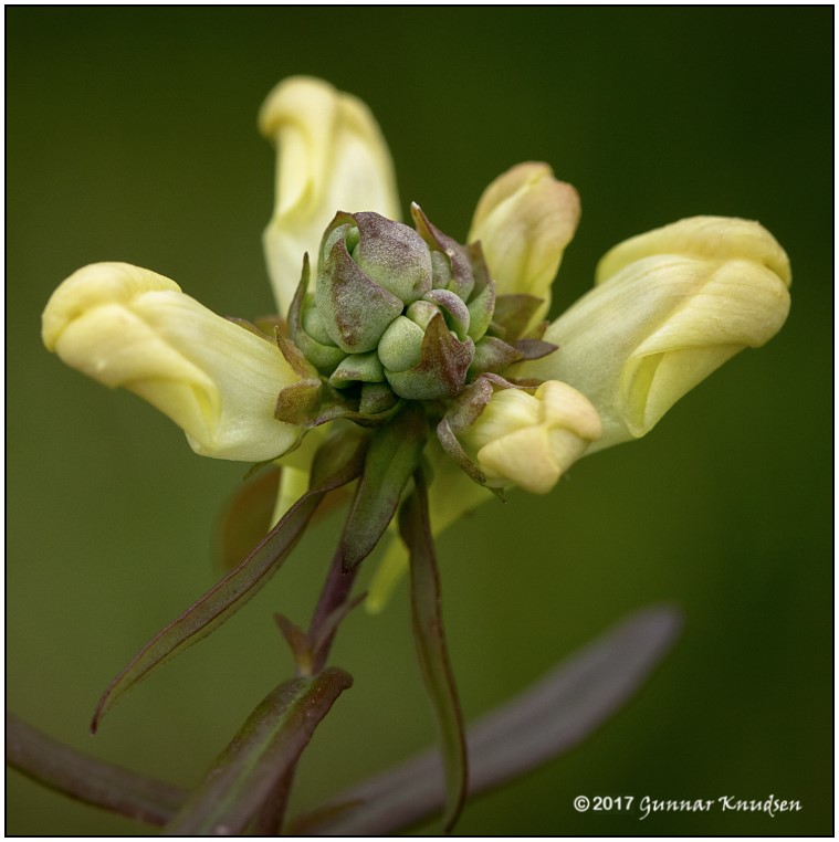Diodaulus linariae (Diodaulus linariae)