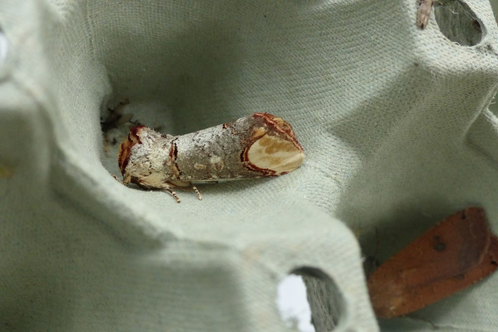 Måneplet (Phalera bucephala)