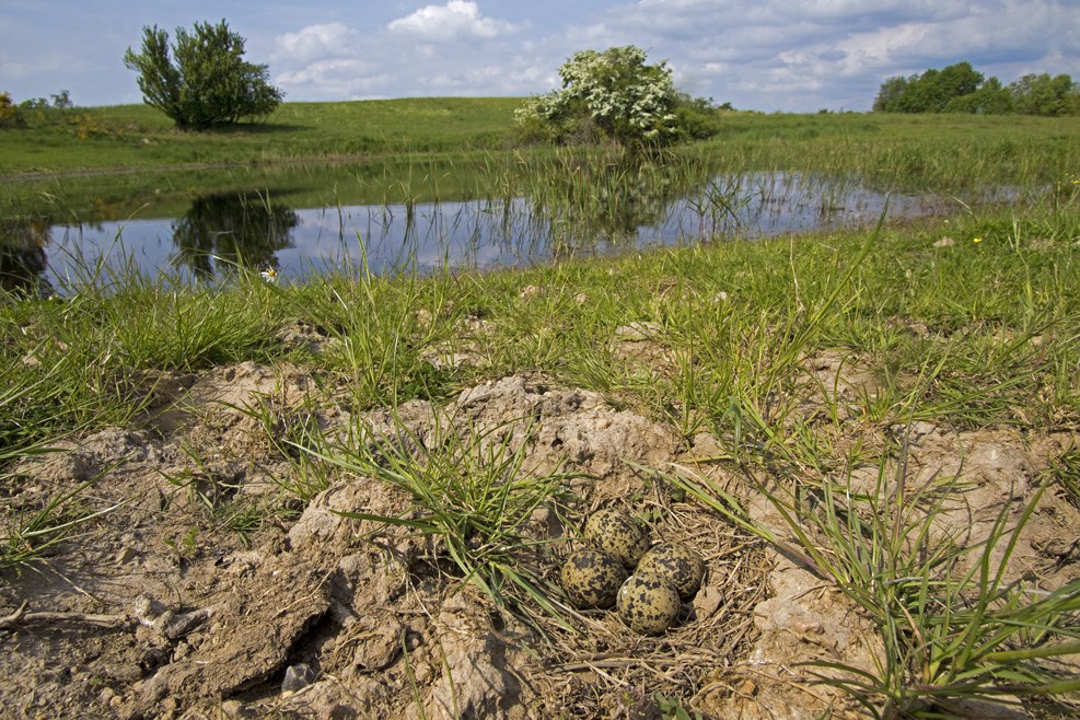Vibe (Vanellus vanellus)
