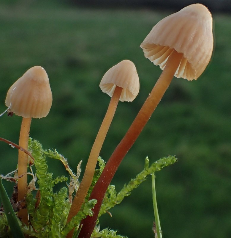 Galerina vittiformis f. bispora (Galerina vittiformis f. bispora)