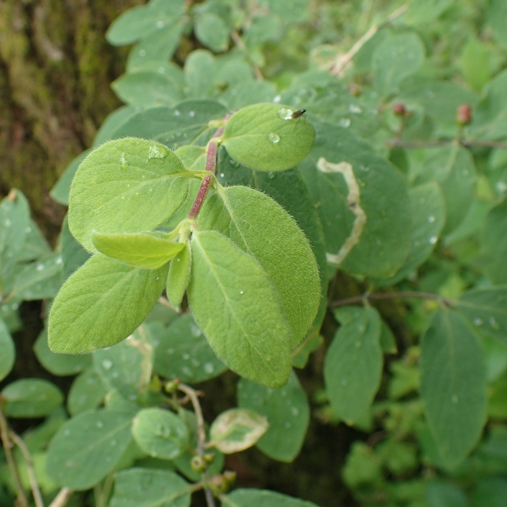 Lonicera morrowii (Lonicera morrowii)