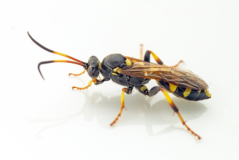 Tigersnyltehveps (Ichneumon xanthorius)