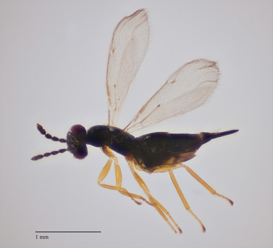 Aprostocetus apama (Aprostocetus apama)