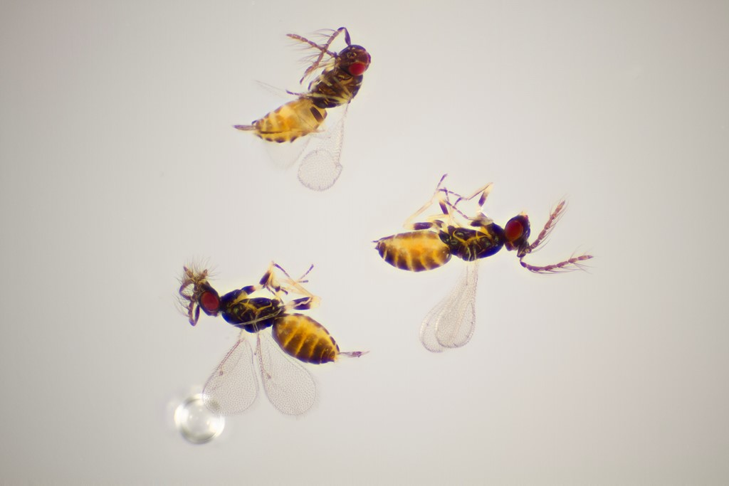 Aprostocetus microscopicus (Aprostocetus microscopicus)