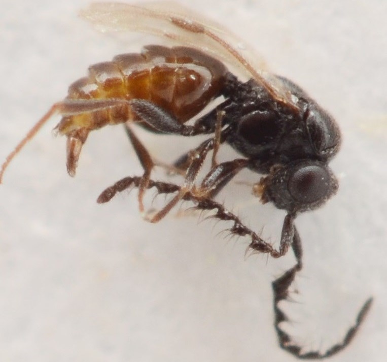 Dendrocerus sp. (Dendrocerus sp.)