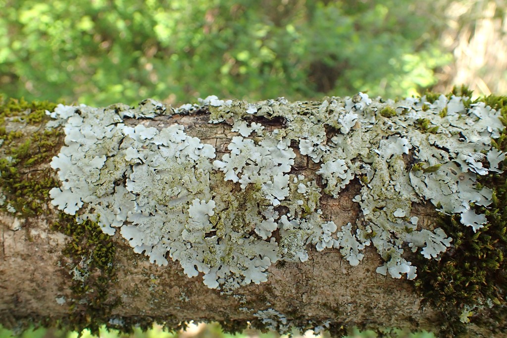 Pastil-Skållav (Parmelina pastillifera)