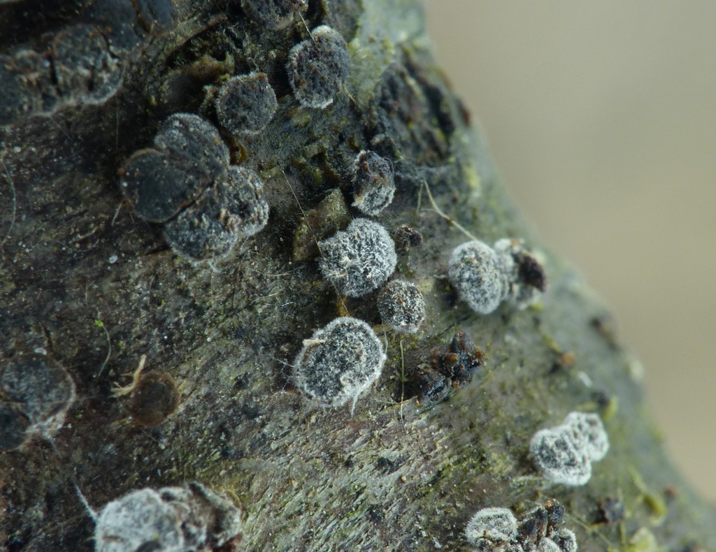 Kirsebær-Klyngeskive (Dermea cerasi)