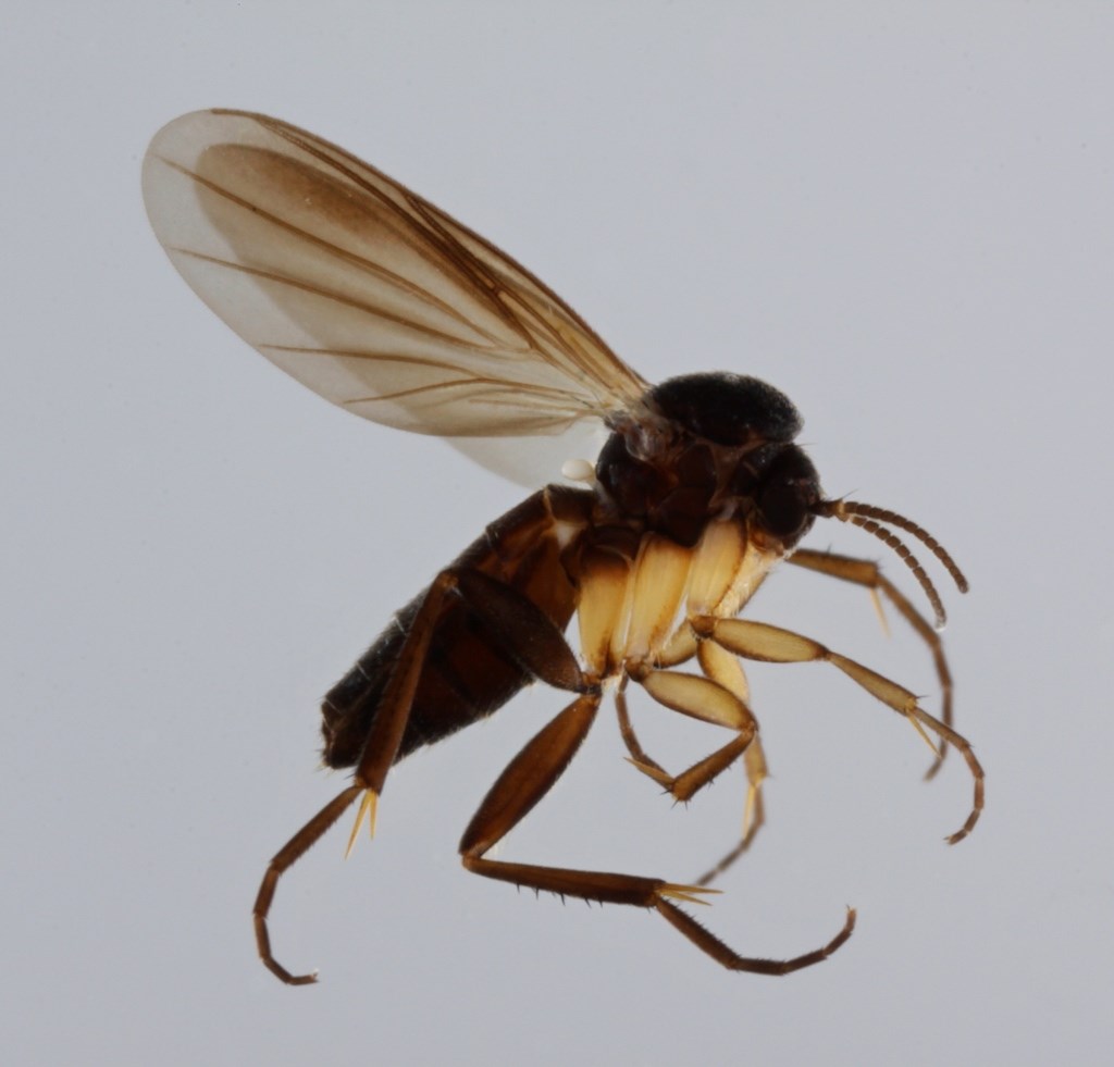 Docosia fumosa (Docosia fumosa)