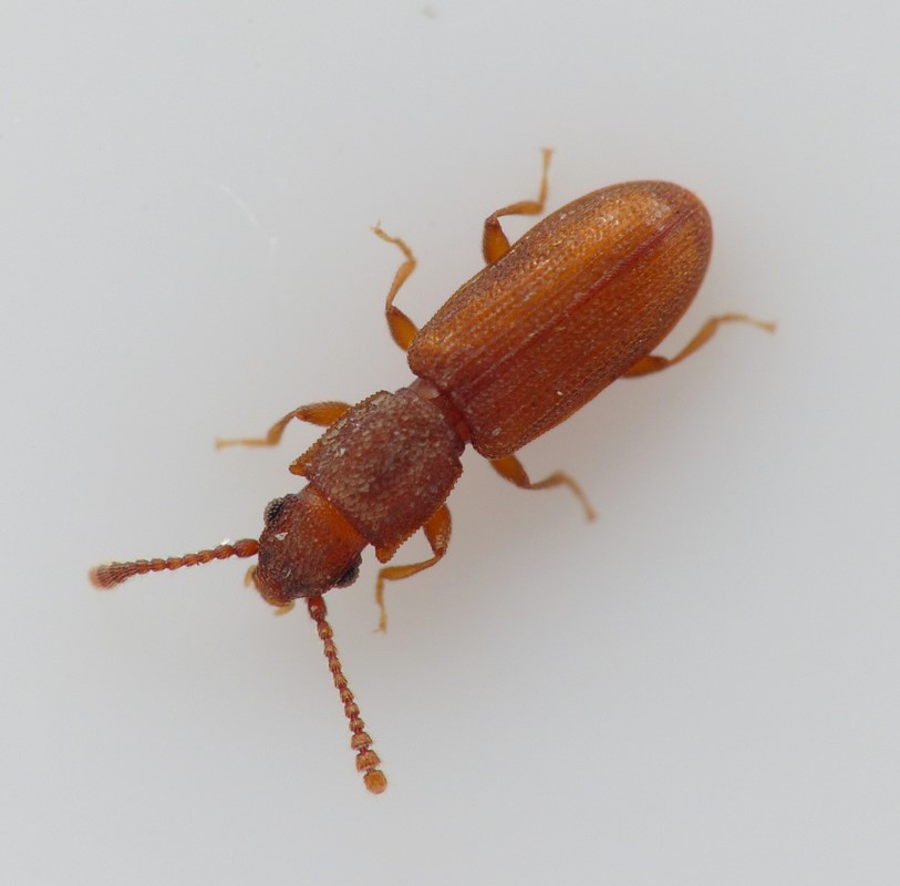 Silvanus recticollis (Silvanus recticollis)