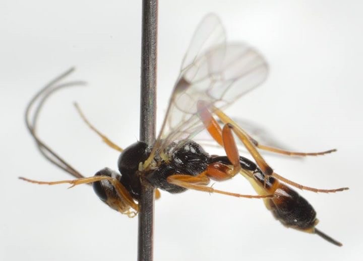 Mesochorus olerum (Mesochorus olerum)