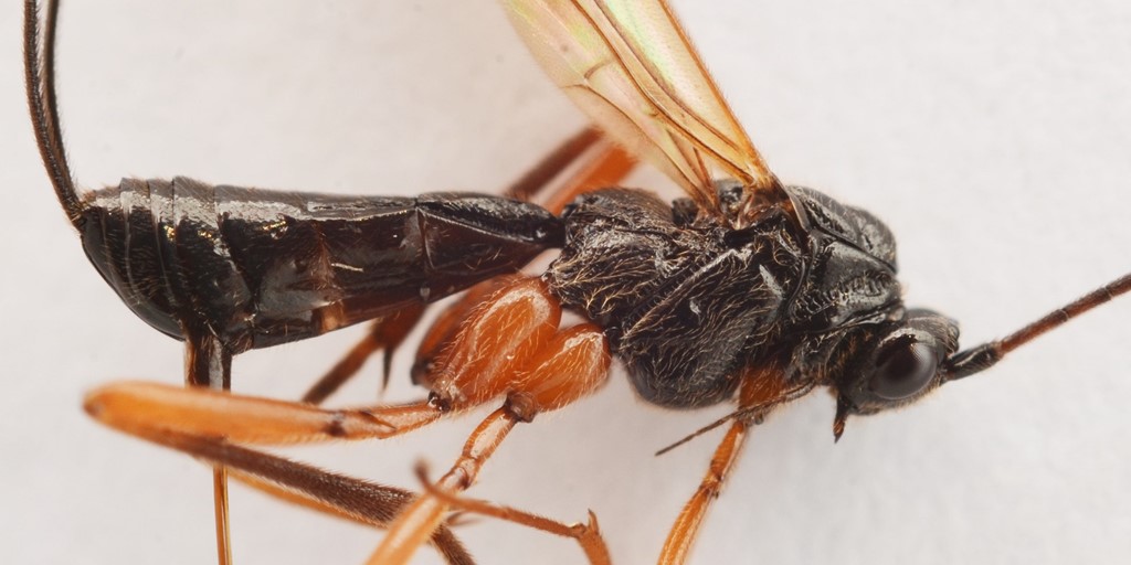 Macrocentrus nidulator (Macrocentrus nidulator)