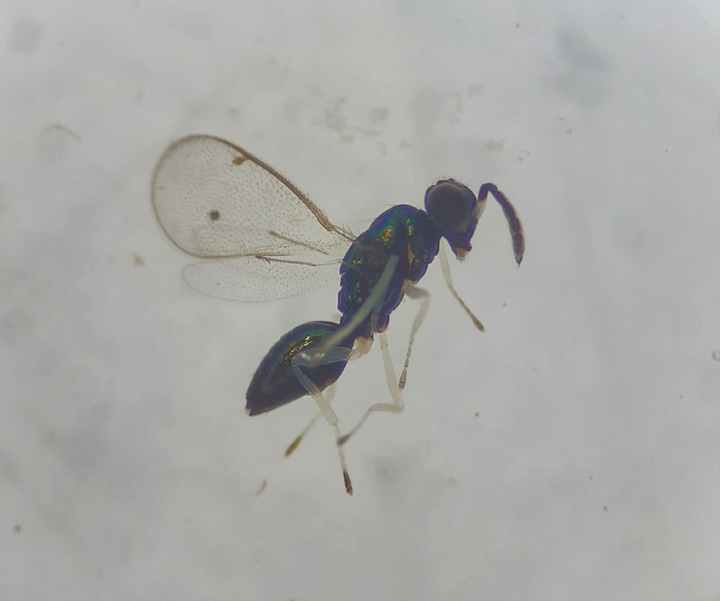 Pediobius metallicus (Pediobius metallicus)