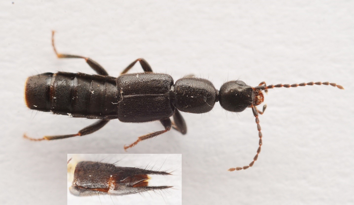 Lathrobium Fennicum (Tetartopeus rufonitidus)