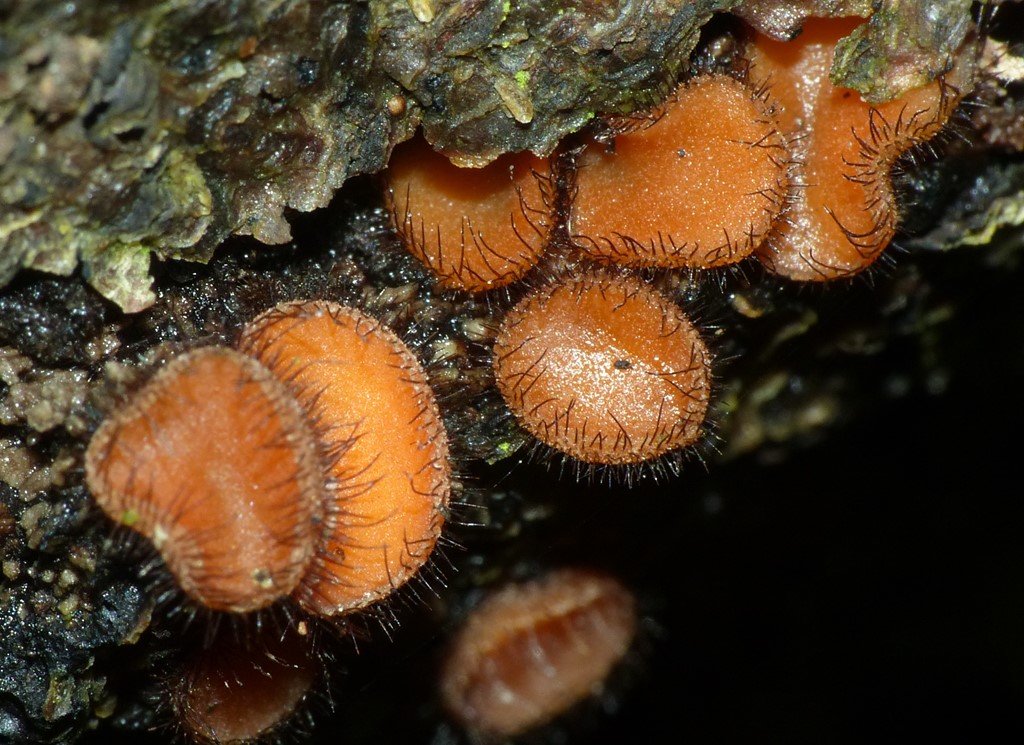 Pindsvine-Skjoldbæger (Scutellinia setosa)