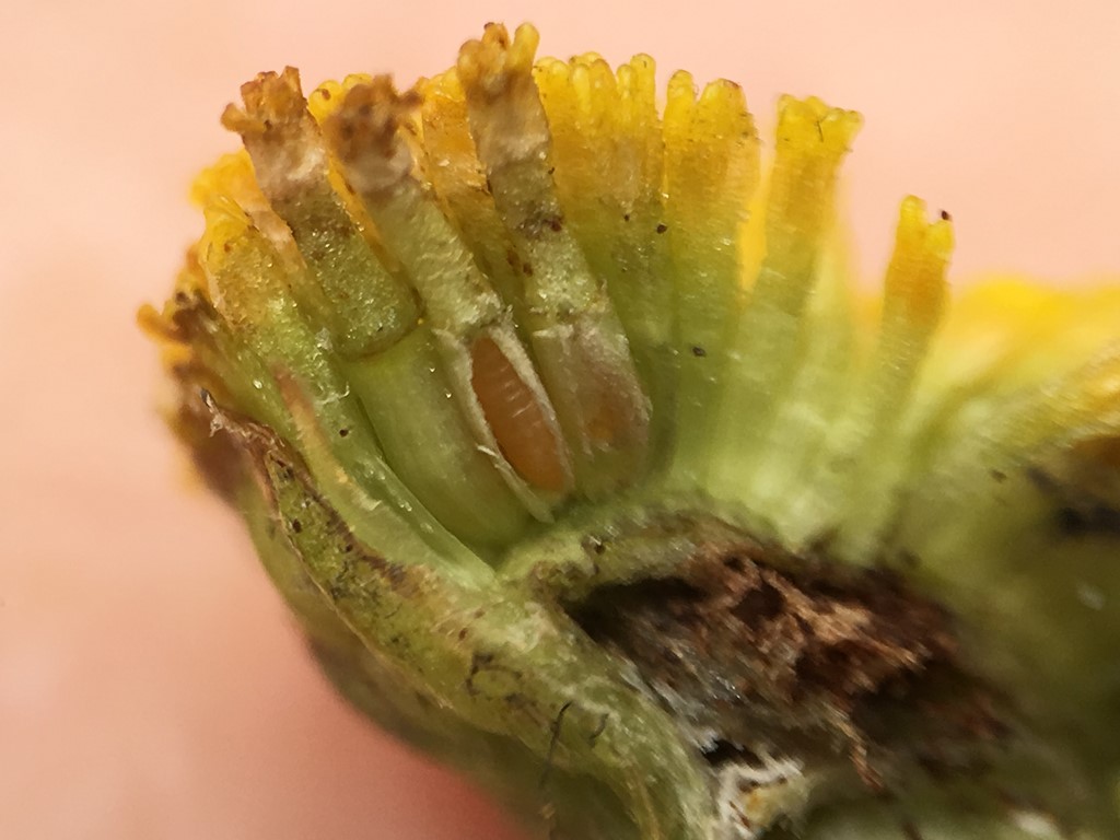 Ozirhincus sp. (Ozirhincus sp.)