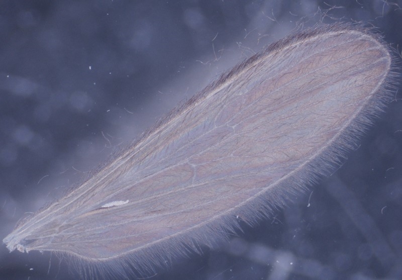 Molophilus corniger (Molophilus corniger)