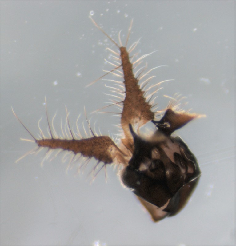 Rhaphium auctum (Rhaphium auctum)