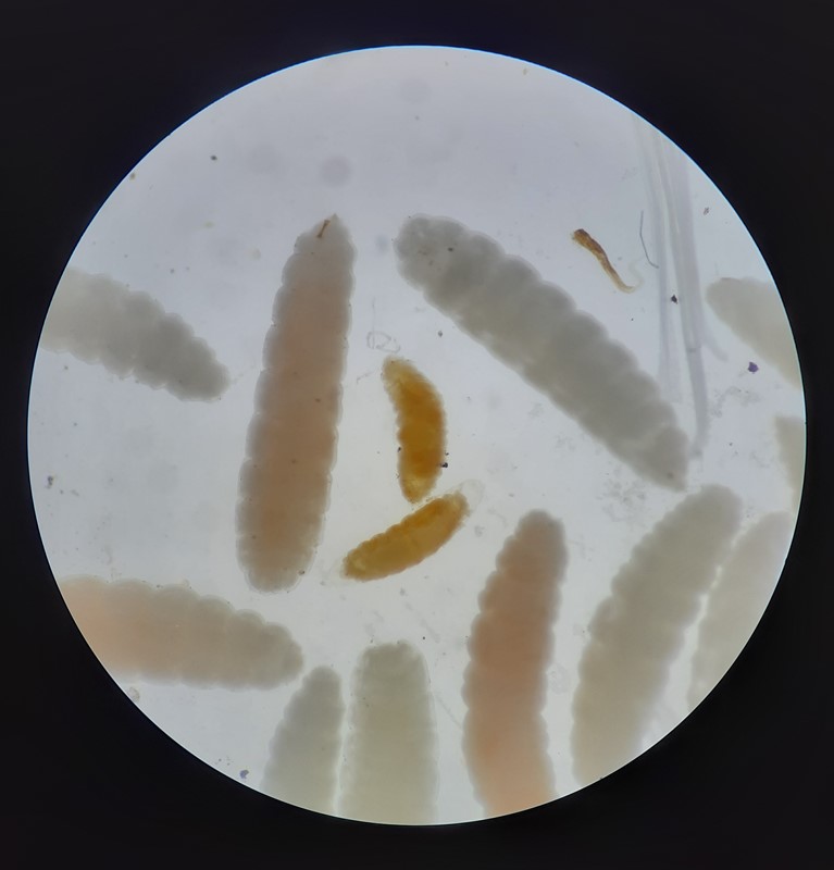 Lestodiplosis miki (Lestodiplosis miki)