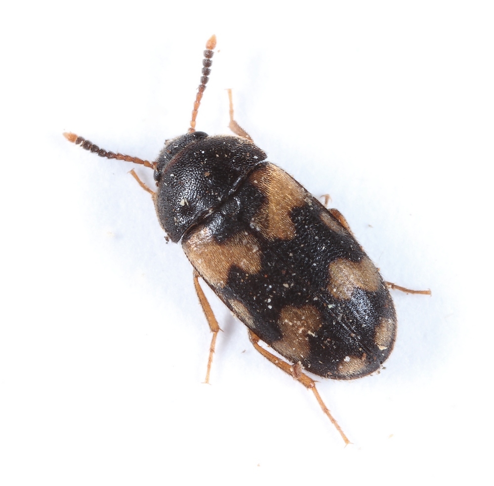 Mycetophagus salicis (Mycetophagus salicis)